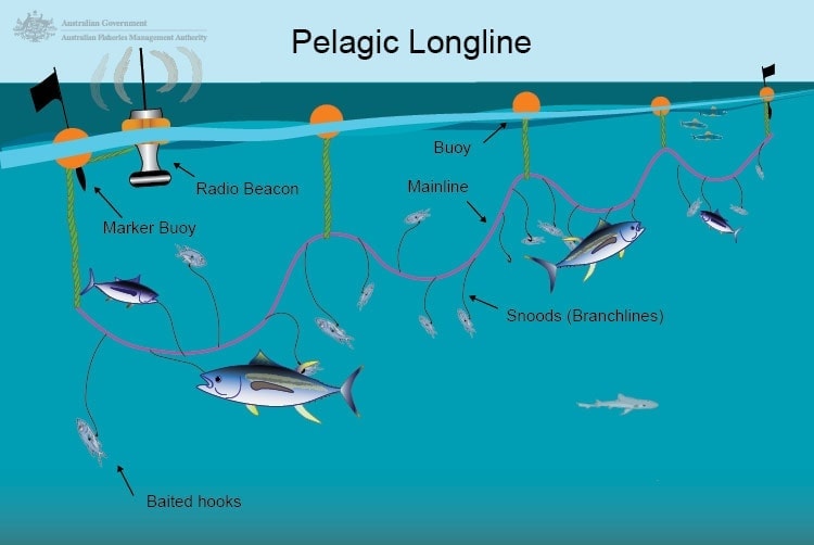 More fish, less impact': GPS technology helps skippers manage longline gear  drift - Tuna Australia