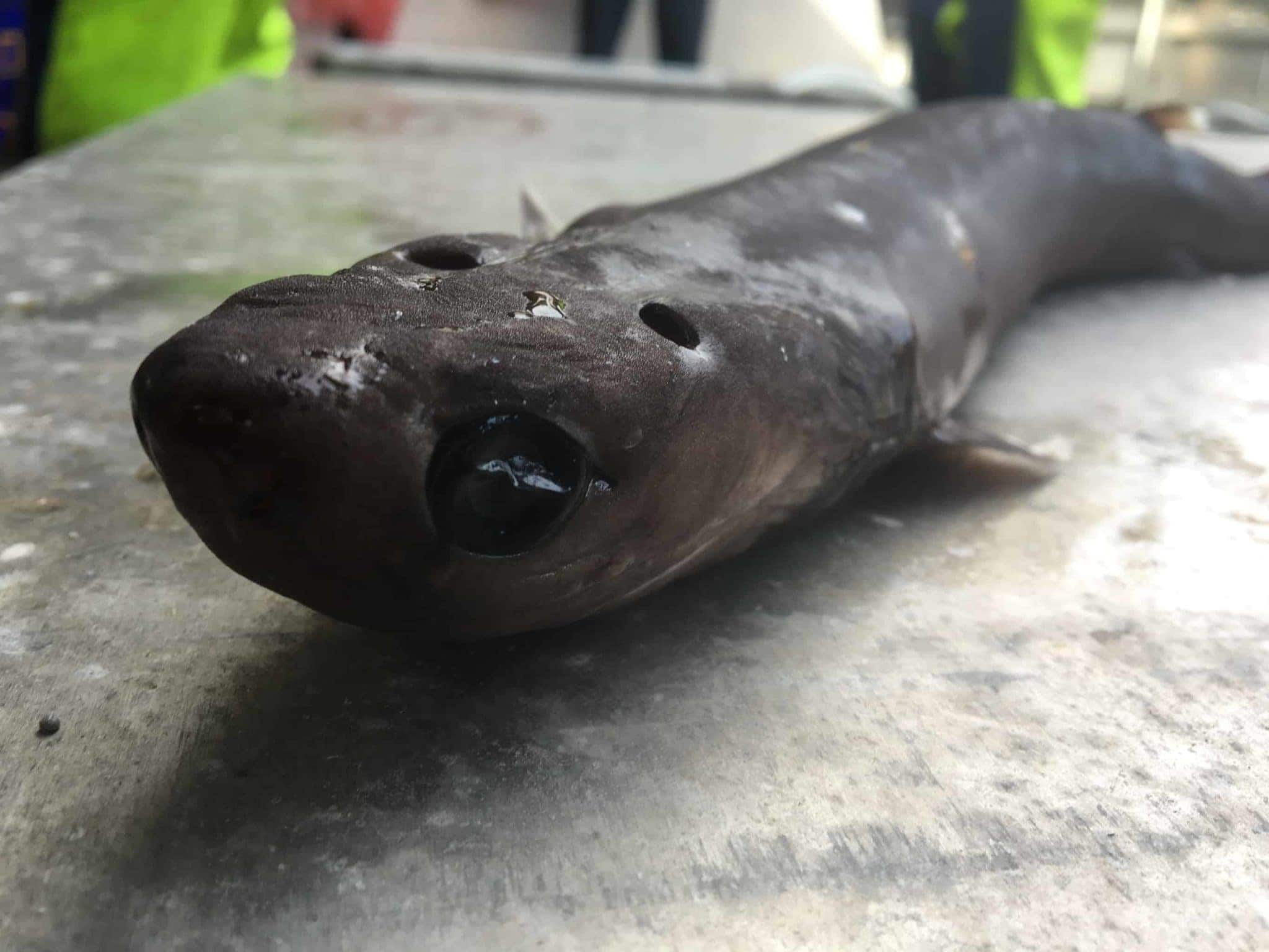 Todd Abbott handed this cookiecutter shark to CSIRO for research.