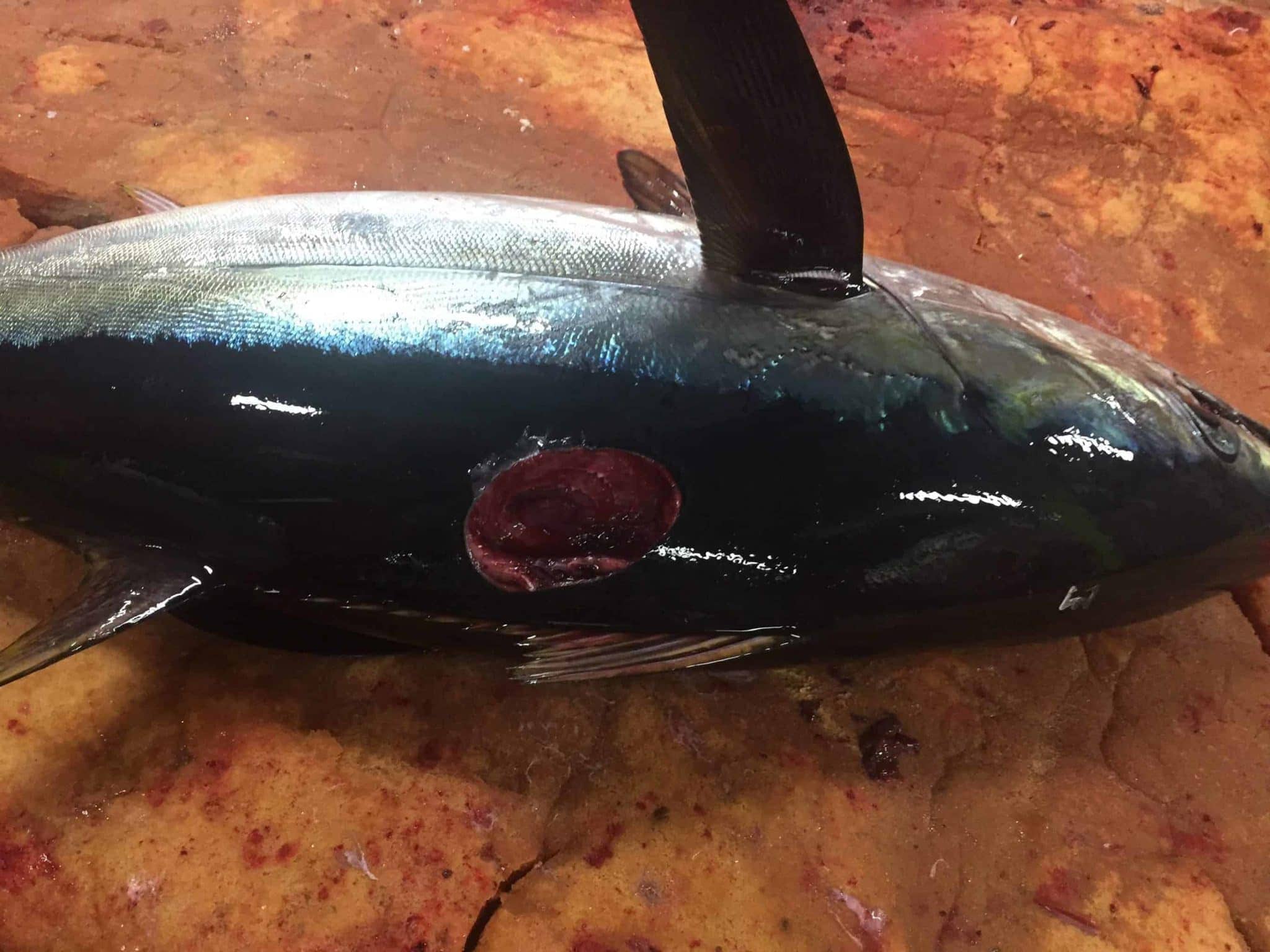 A wound caused by a cookiecutter shark. Photo by Todd Abbott.