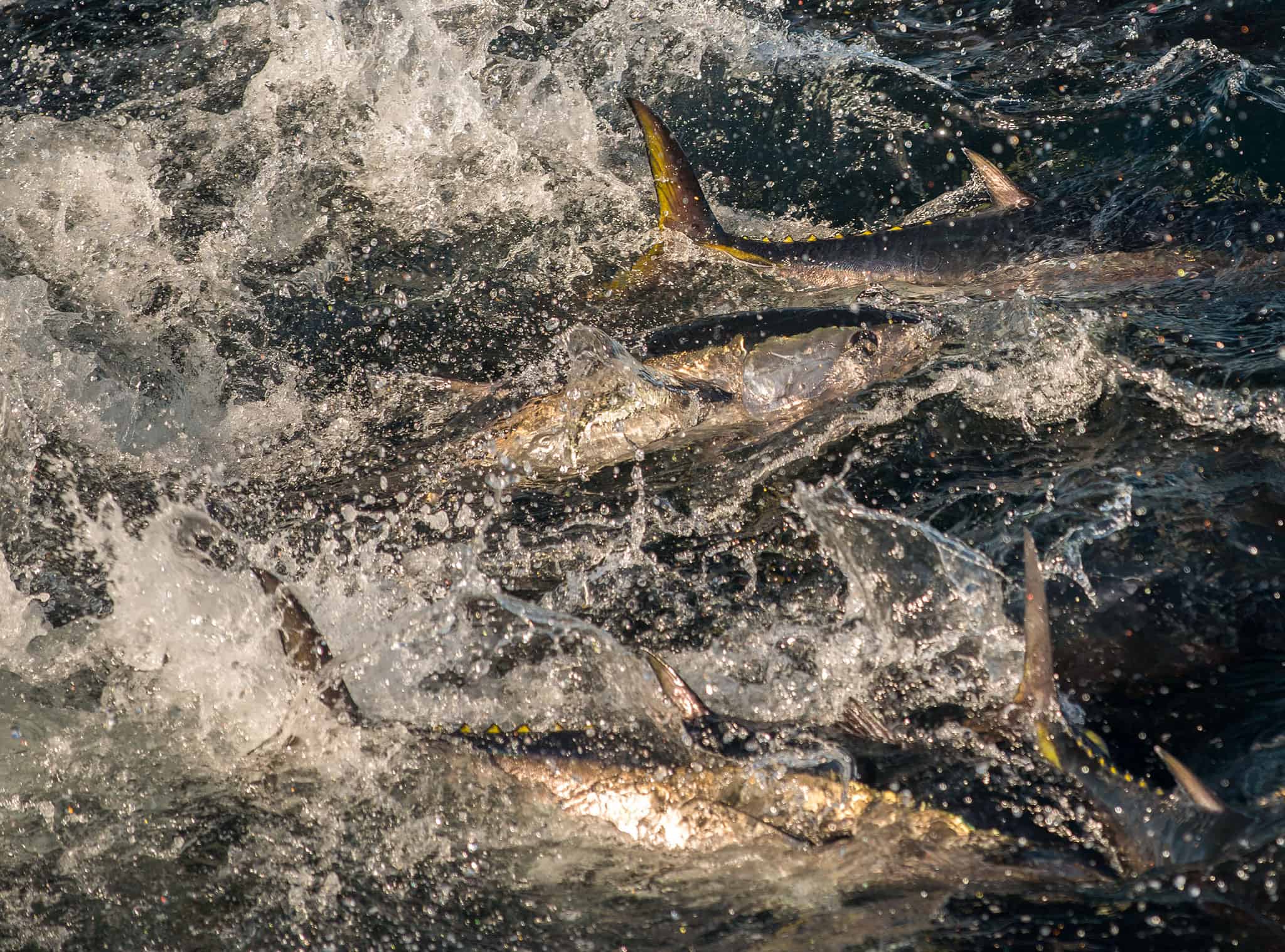 New technology benefits fishing industry and marine parks Tuna Australia