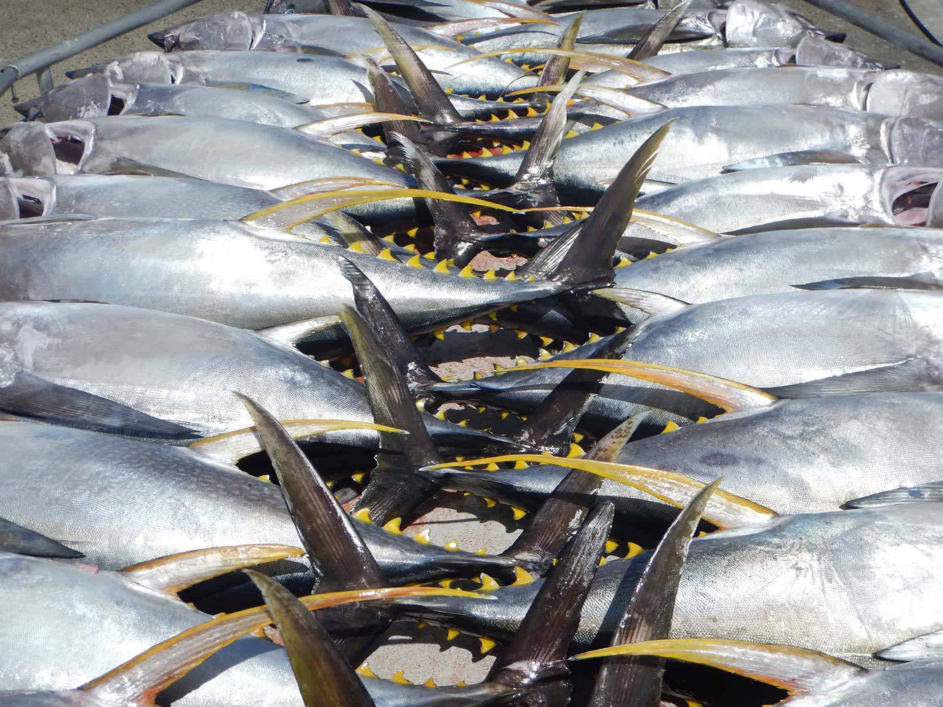 Exciting project pipeline to deliver value to tuna industry, says
