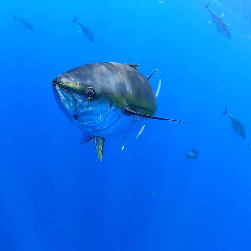 Wild tuna swimming in the ocean