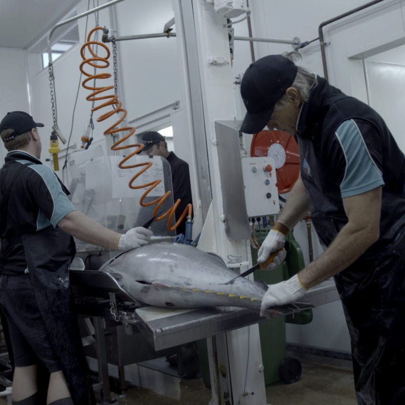 Processing of fresh tuna