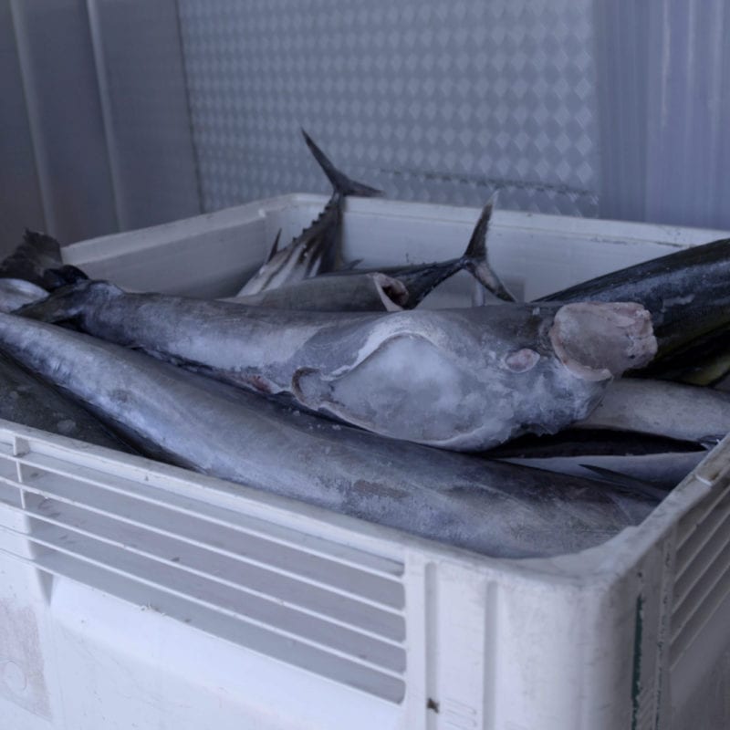 Frozen tuna in a crate.