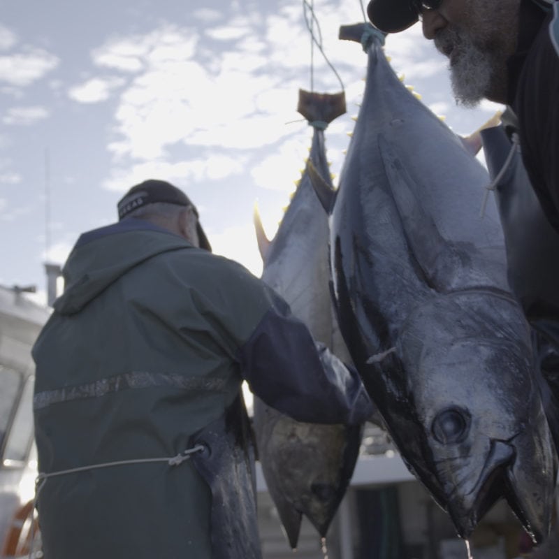 Fresh tuna being unloaded