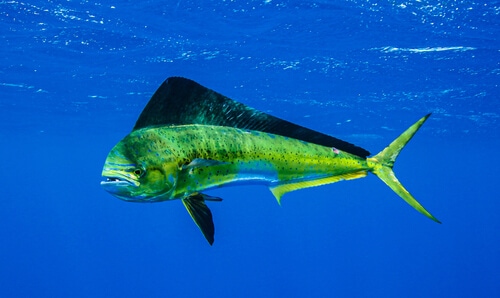 Mahi Mahi Metal Fish -  Australia