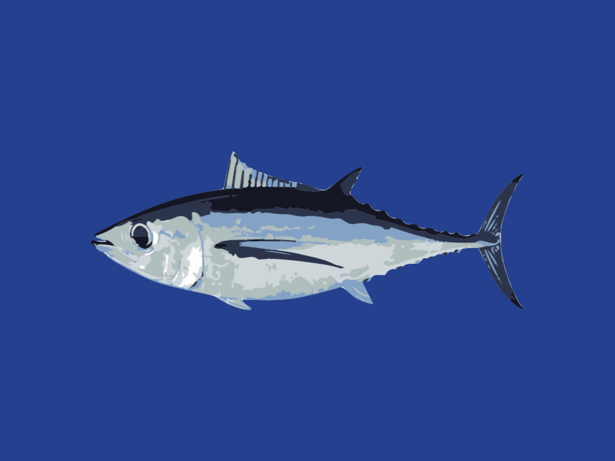 Southern Bluefin Tuna - Species Guide