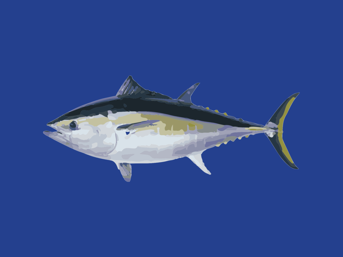 Southern bluefin tuna - Tuna Australia