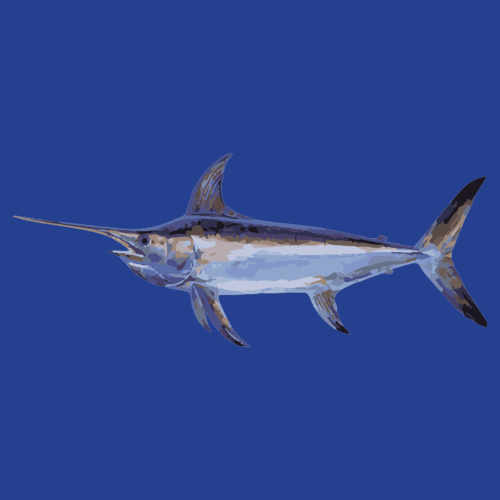Fish species Tuna Australia