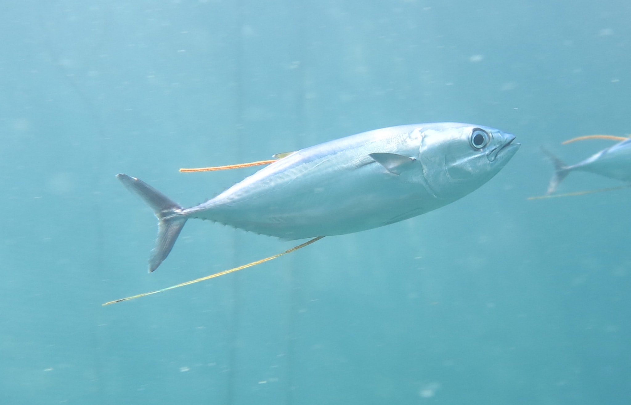 More than 12,000 baby Pacific bluefin tunas have been tagged by Japanese scientists. Photo courtesy of Dr. Ko Fujioka.