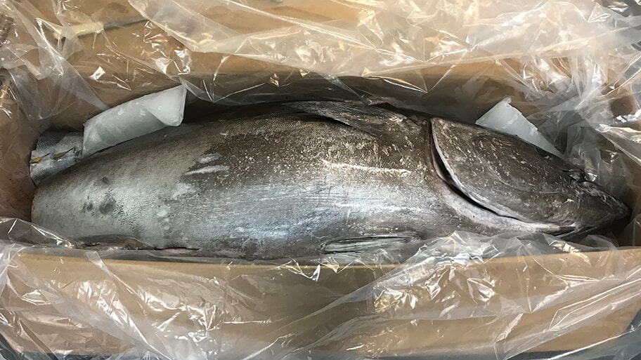 Tuna packaged ready for freight.