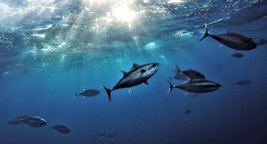Keeping tuna sustainable Tuna Australia