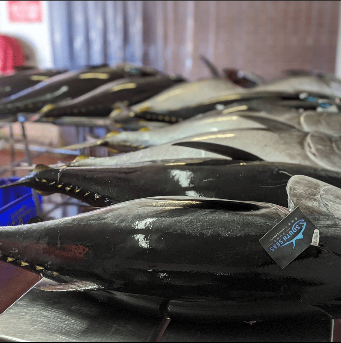 Tuna Australia drives Southern Bluefin Tuna MSC certification for 