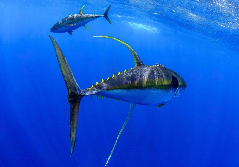 Yellowfin tuna. Photo by Al McGlashan.