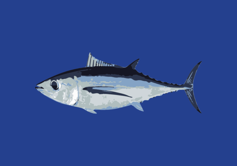 Albacore Tuna 5