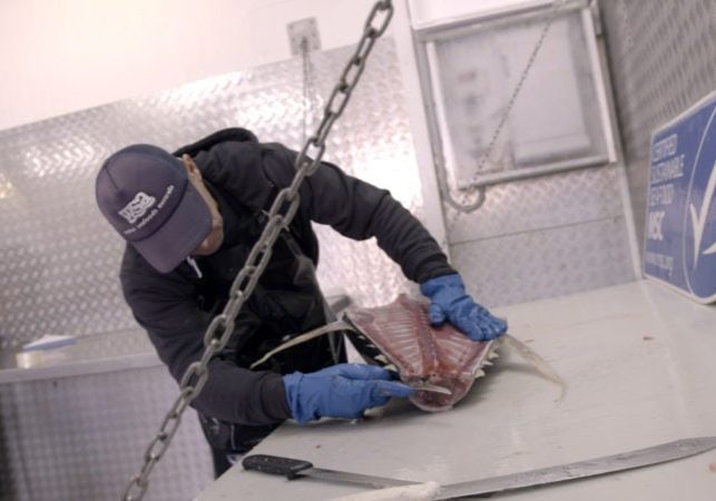 Tuna being processed