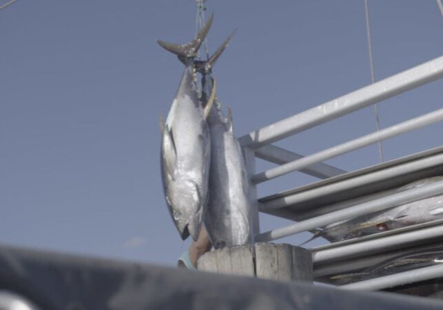 Tuna being unloaded.