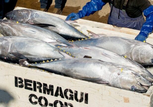 Southern Bluefin Tuna. Photo by Matt Daniel.