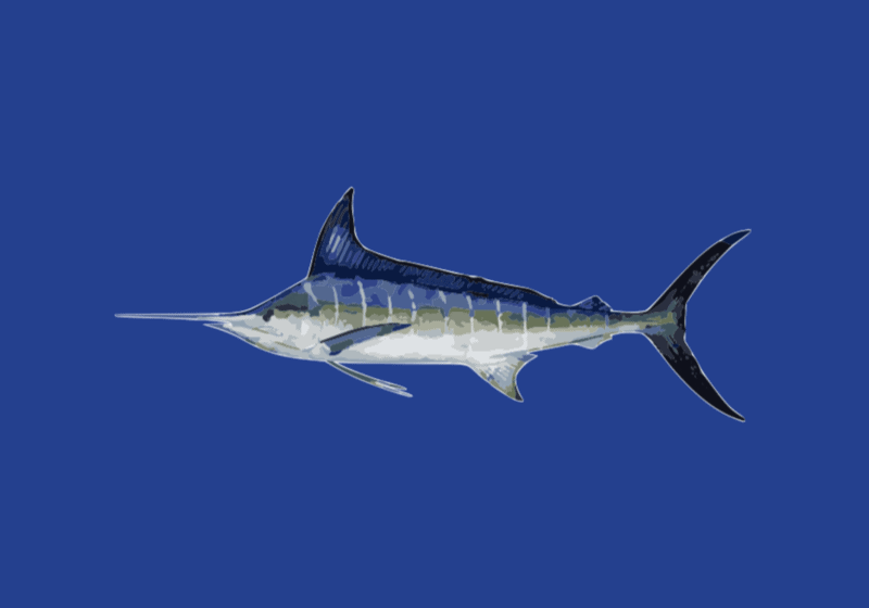 Striped Marlin 3